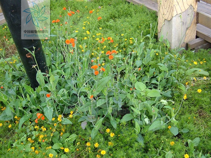 止血丹属于什么剂,止血丹的功效