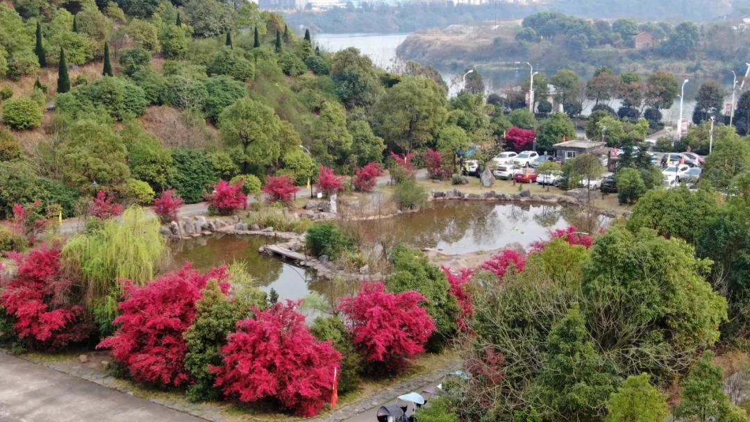 迎接校园里的百花齐放,教室窗外百花齐放