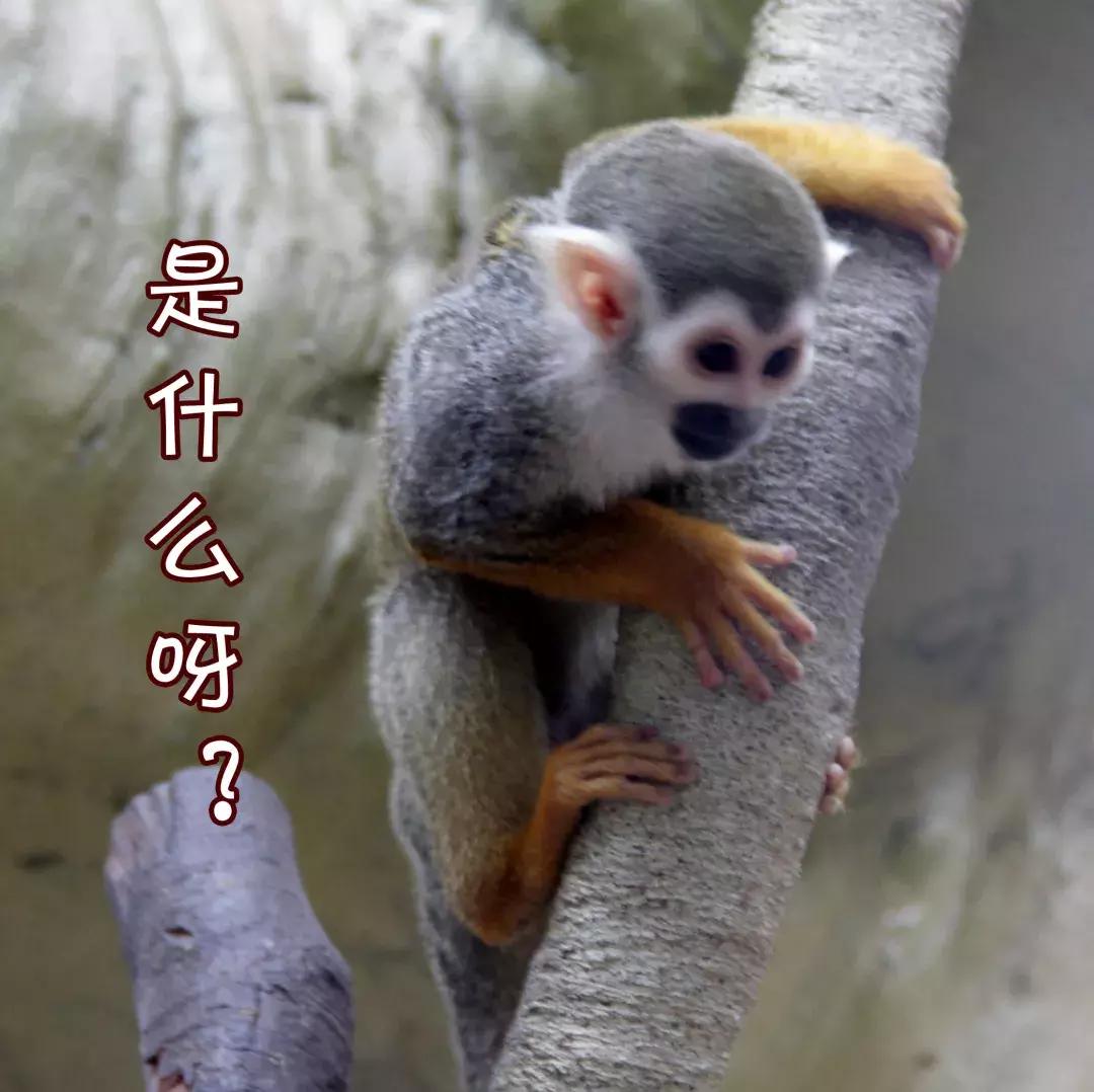 南通森林野生动物世界好玩吗,南通森林野生动物园门票团购