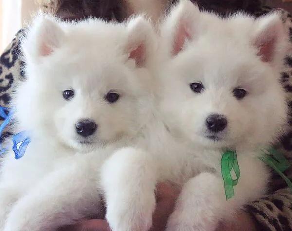 狗狗白色皮屑,沉睡的狗狗们