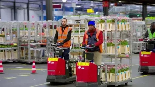 世界最大鲜花市场的销售全过程,全球最大的鲜花交易市场排名第一