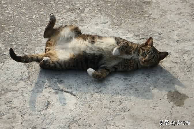 转角遇到猫探店,转角遇到猫打卡