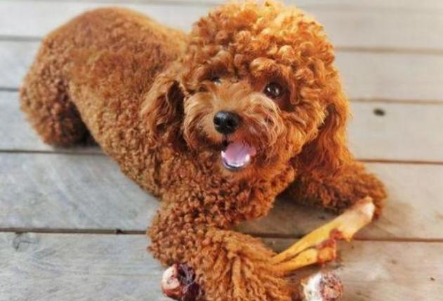 泰迪犬若有这4个行为,泰迪犬的动作意思