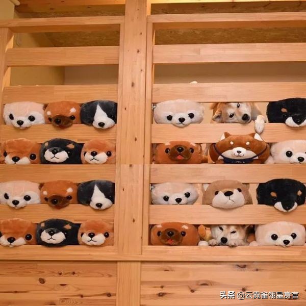 日本一博主给自家的两只柴犬买了几十只玩偶每天上演真实版找不同
