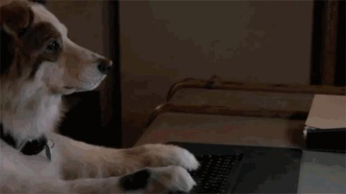 导盲犬被热议视频,导盲犬为什么被指责