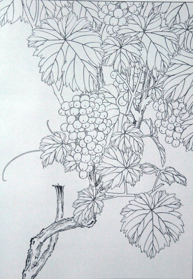 工笔勾线葡萄的画法,工笔画葡萄的上色画法步骤