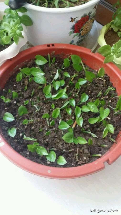 绿萝成灾的最佳方法,家里的绿萝也需要养护和管理