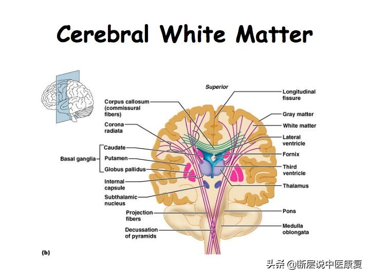 中枢神经系统断层解剖讲解,中枢神经3d解剖动画