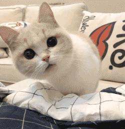 有哪些品种的猫咪性格特别黏人,各种猫咪性格特点