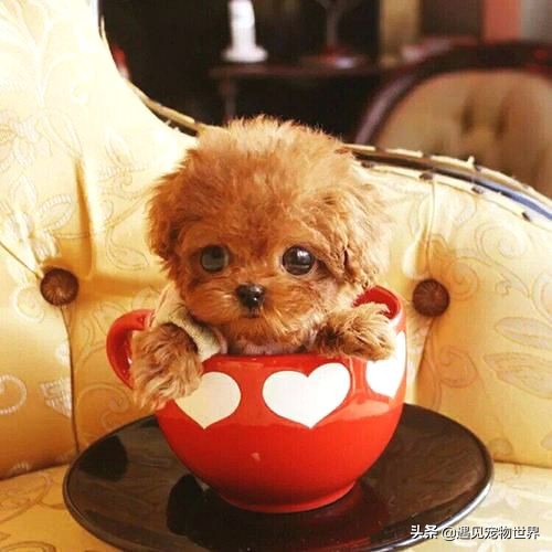 茶杯犬的饲养方法,饲养茶杯犬成本高吗
