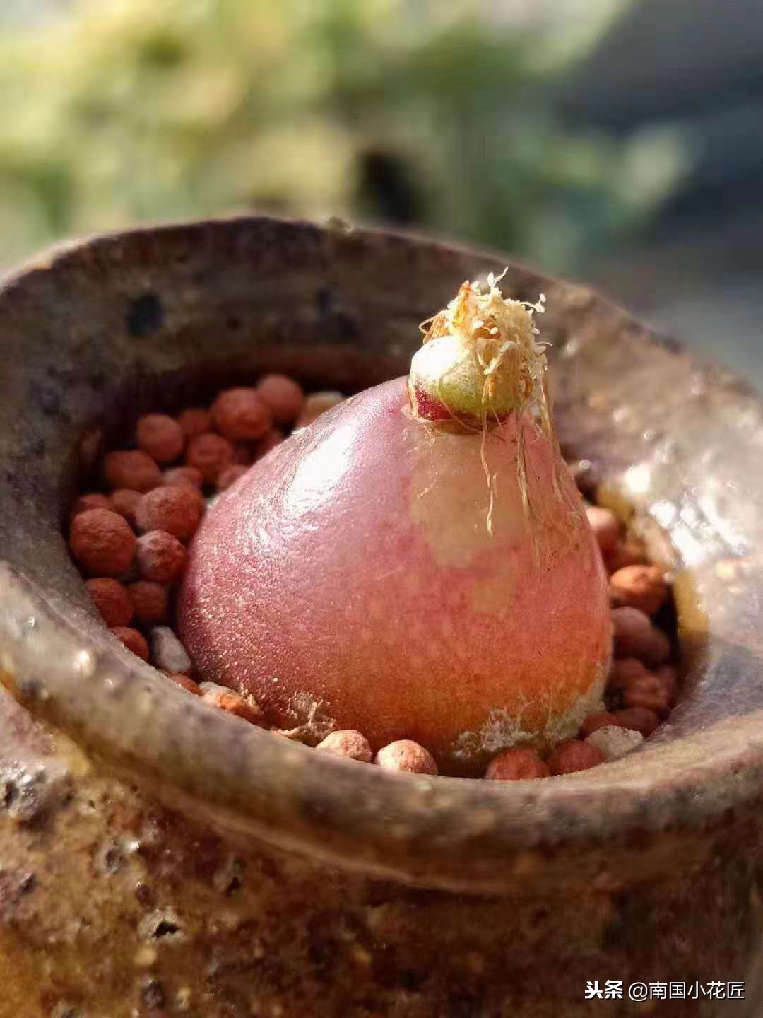 小多肉多少钱一盆,小多肉5-8公分批发