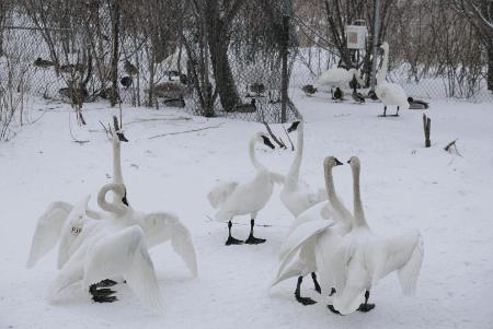 115年历史的枫糖农场居然离家这么近?还免费发糖?