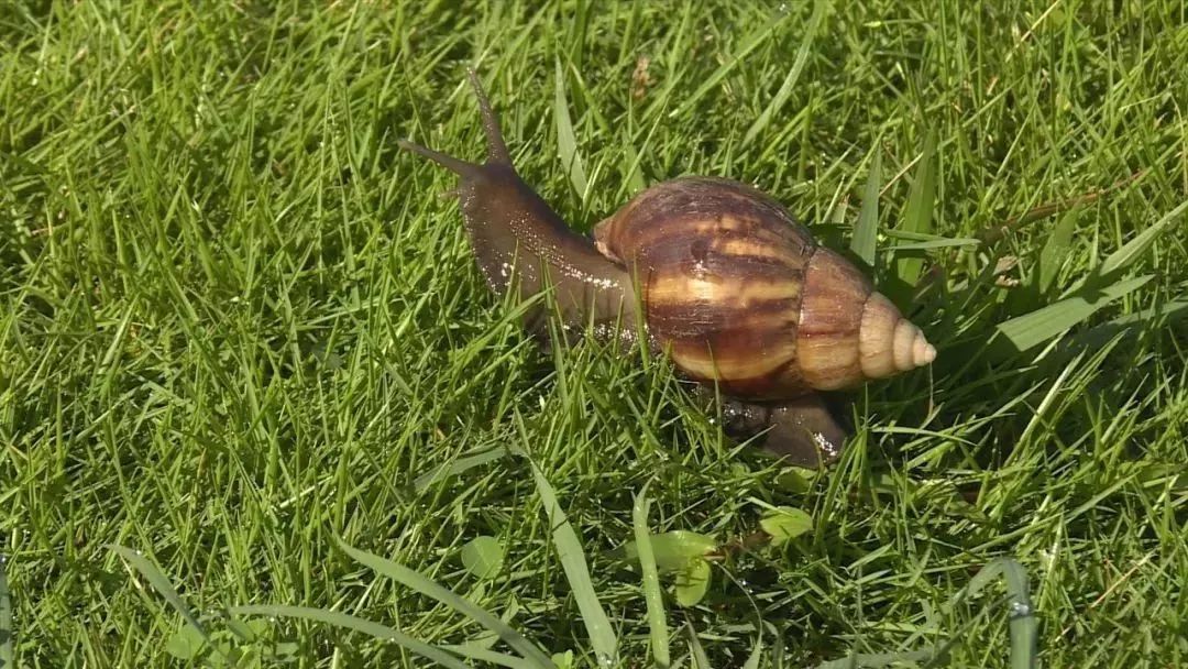 路边惊现非洲大蜗牛，别碰也别吃！已有人因抓它发高烧，还会传播结核病、脑膜炎