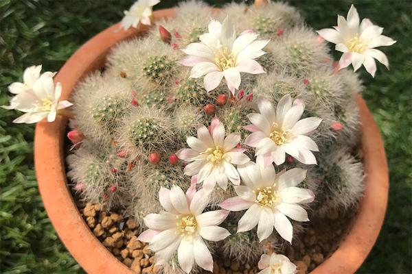 仙人掌开花有多美,仙人掌花开好娇艳