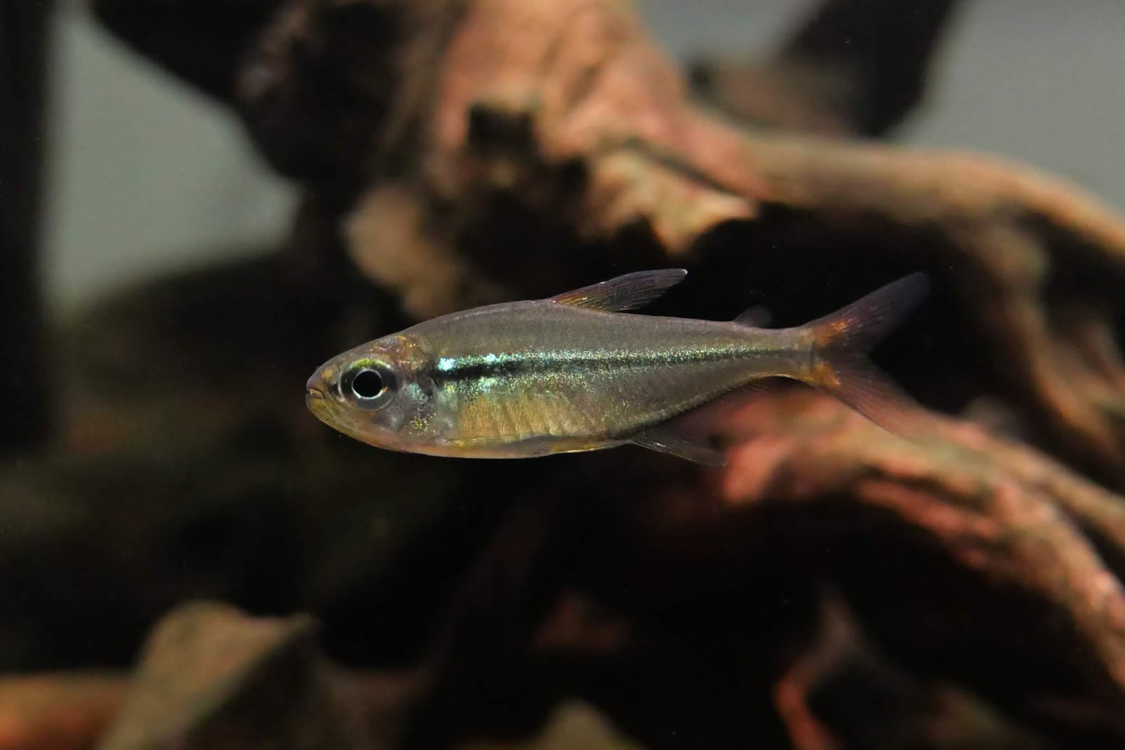 草缸灯鱼专用灯,适合草缸养的灯鱼