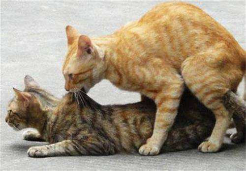 怎么给猫咪配种?猫咪配种怎么才算成功?