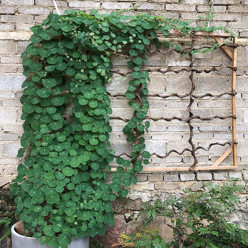 家里养的花怎么养才能旺,家庭养什么花好养不愿死