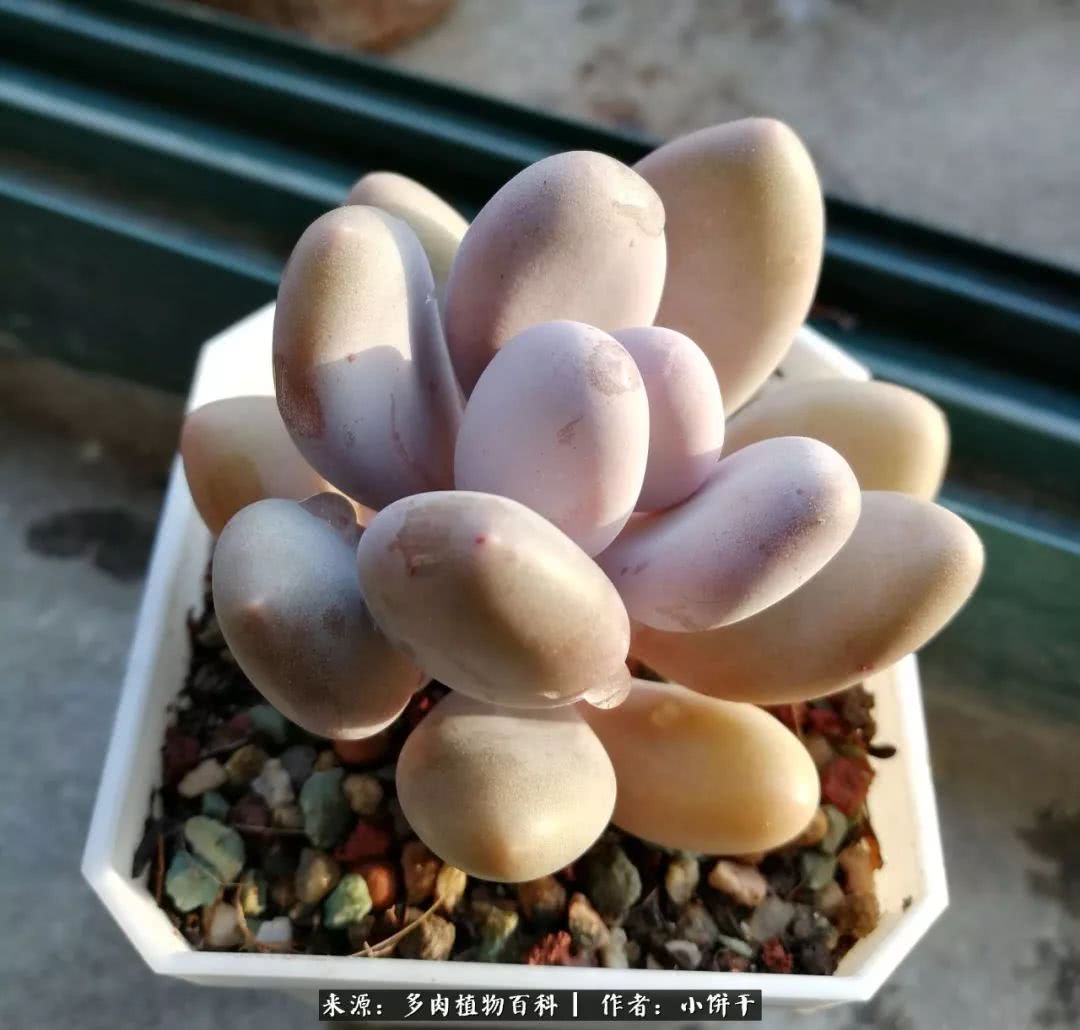 无肉不欢的肉瘾少女，日日沉迷于美色无法自拔！