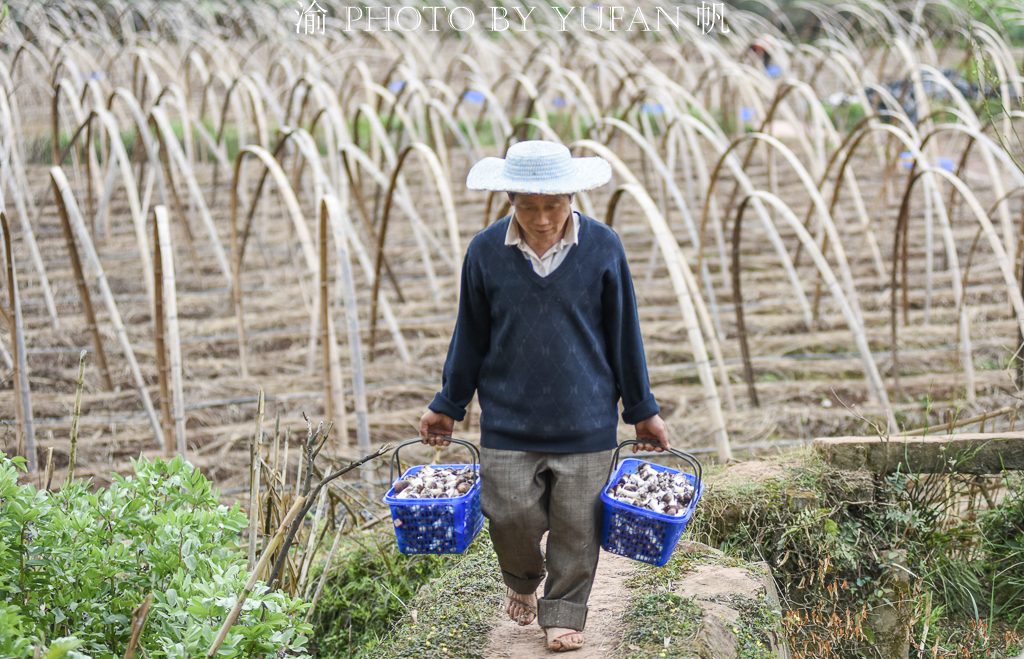受新冠疫情影响，重庆潼南10万斤姬松茸销售受阻，老板欲哭无泪