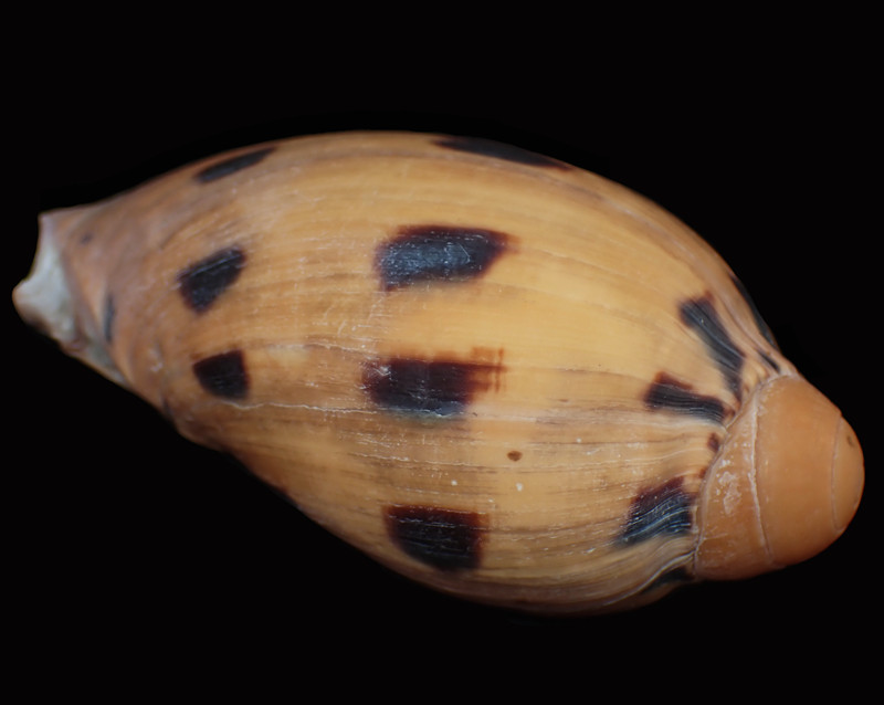 椰子螺漂亮,变异椰子螺