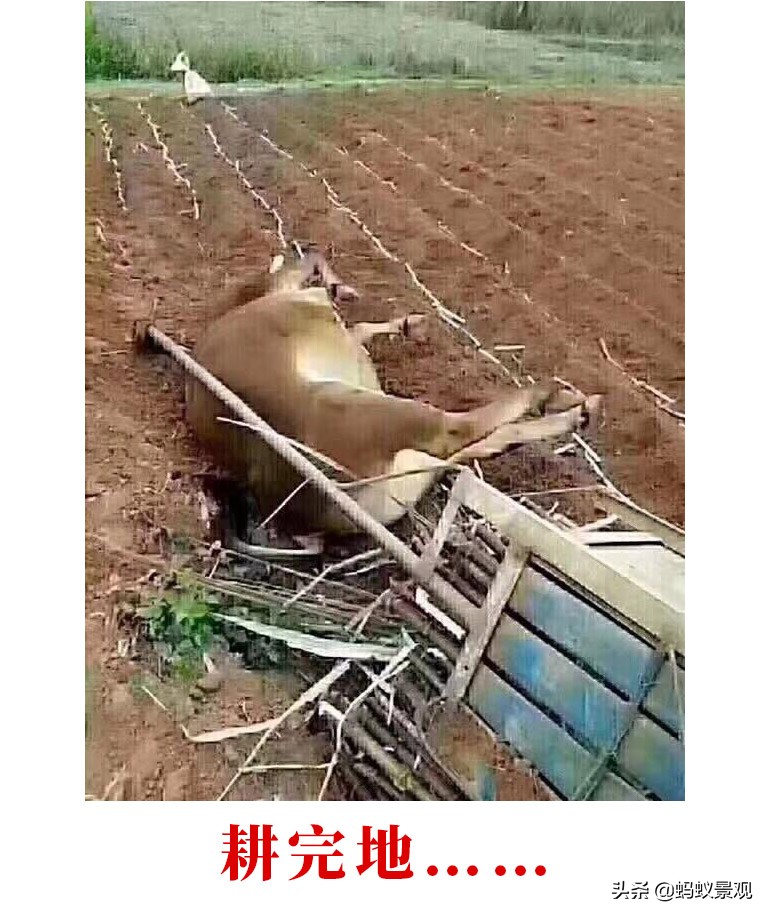 留园建筑布局照片,留园建筑景观内容