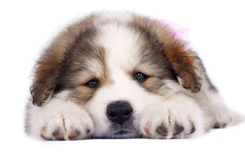 狗狗胰腺炎的症状与防治方法,泰迪狗狗得胰腺炎啥症状