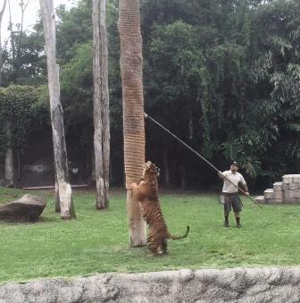 狮虎和百兽之王哪个厉害,狮虎大战真相