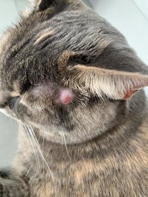 猫咪急救小常识,猫咪受伤怎么救治