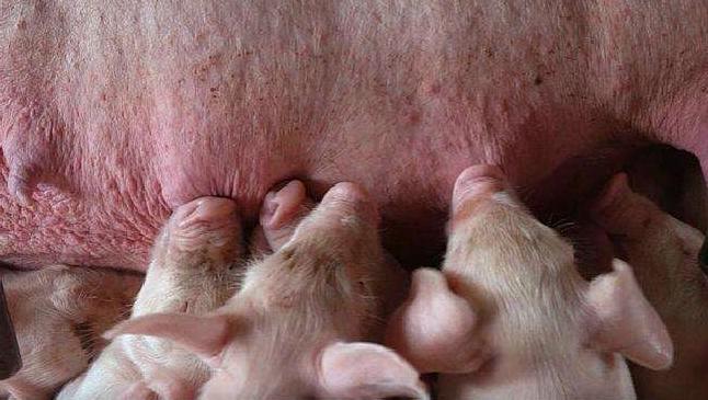 初产母猪缺乳怎么回事,母猪产后缺乳