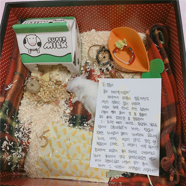 仓鼠怎么养它的寿命才会更长,仓鼠的寿命怎么保持