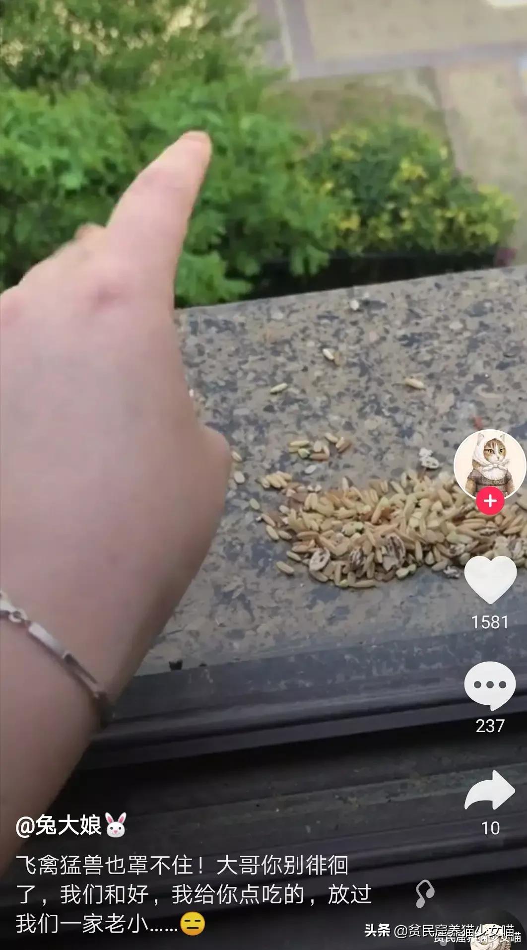 铲屎官对家养猫咪失望,铲屎官对猫咪的无语瞬间