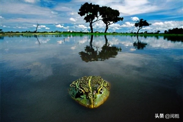 外来入侵物种，除了加拿大一枝黄花、小龙虾，你还知道哪些？