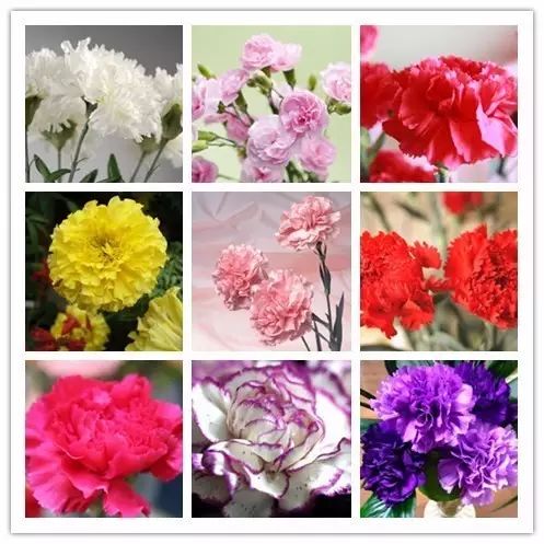 北方喜阴的室内植物花卉有哪些,喜阴耐寒的室外花卉植物有哪些