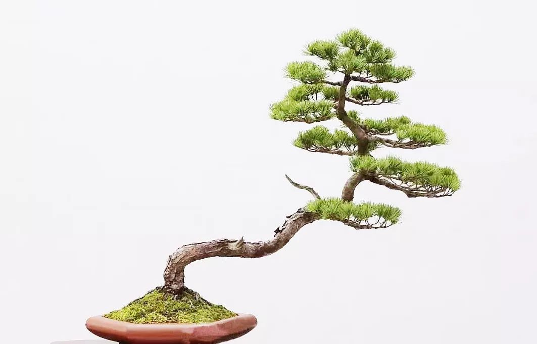 一千元一棵的黑松盆景,1000元左右黑松盆景