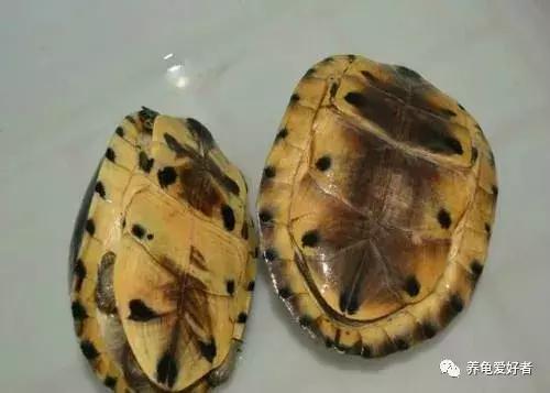 草龟撸龟方法,怎么培养刚抓的野龟感情