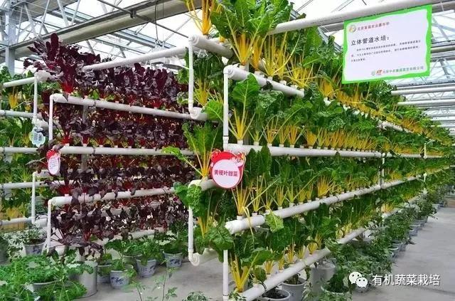 水培蔬菜种植的基础知识,水培蔬菜家庭版水培生菜