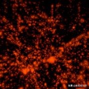 黏菌大作战：预测星系间暗物质网络的黏菌算法