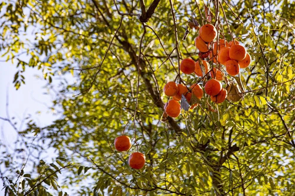 灏忎節瀵ㄥ弻榫欏场,浜タ灏忎節瀵ㄥ弻榫欏场