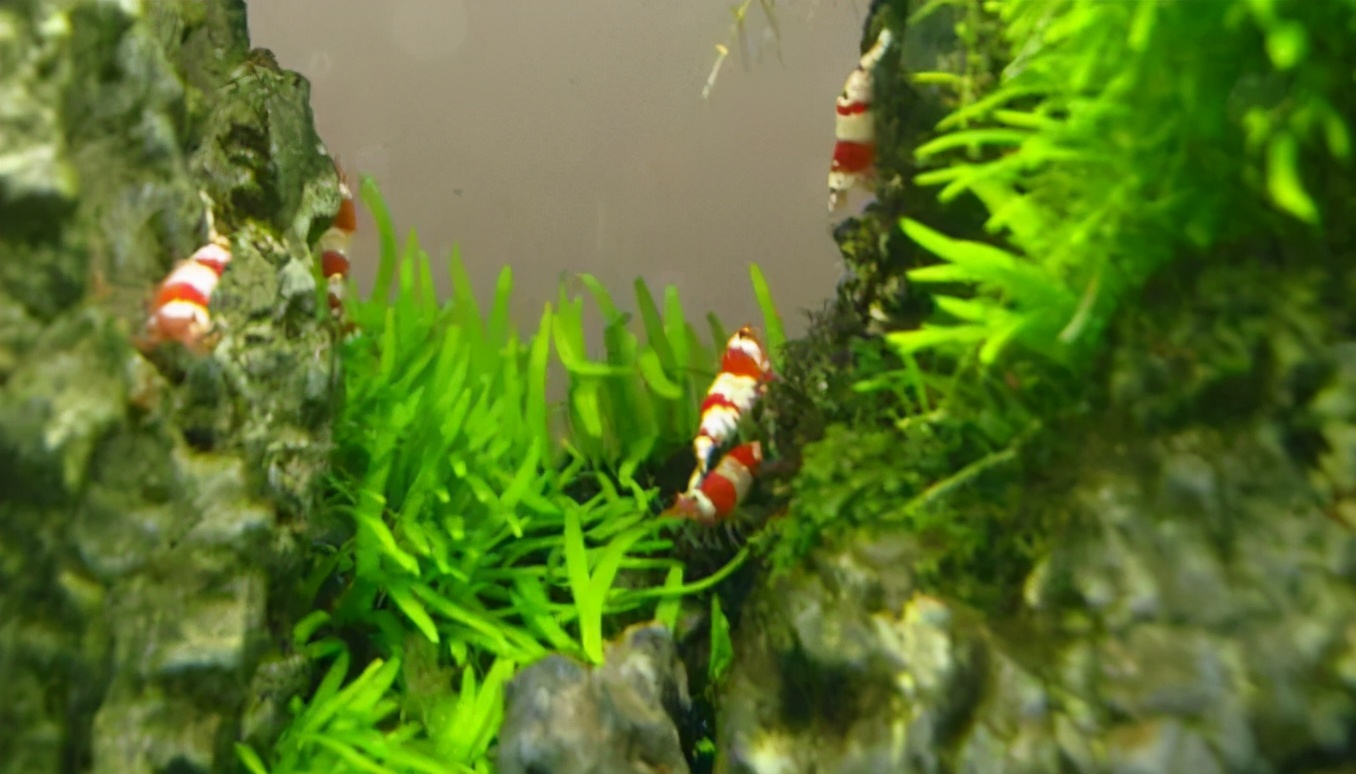 这个小缸太厉害了，佩服作者的养功