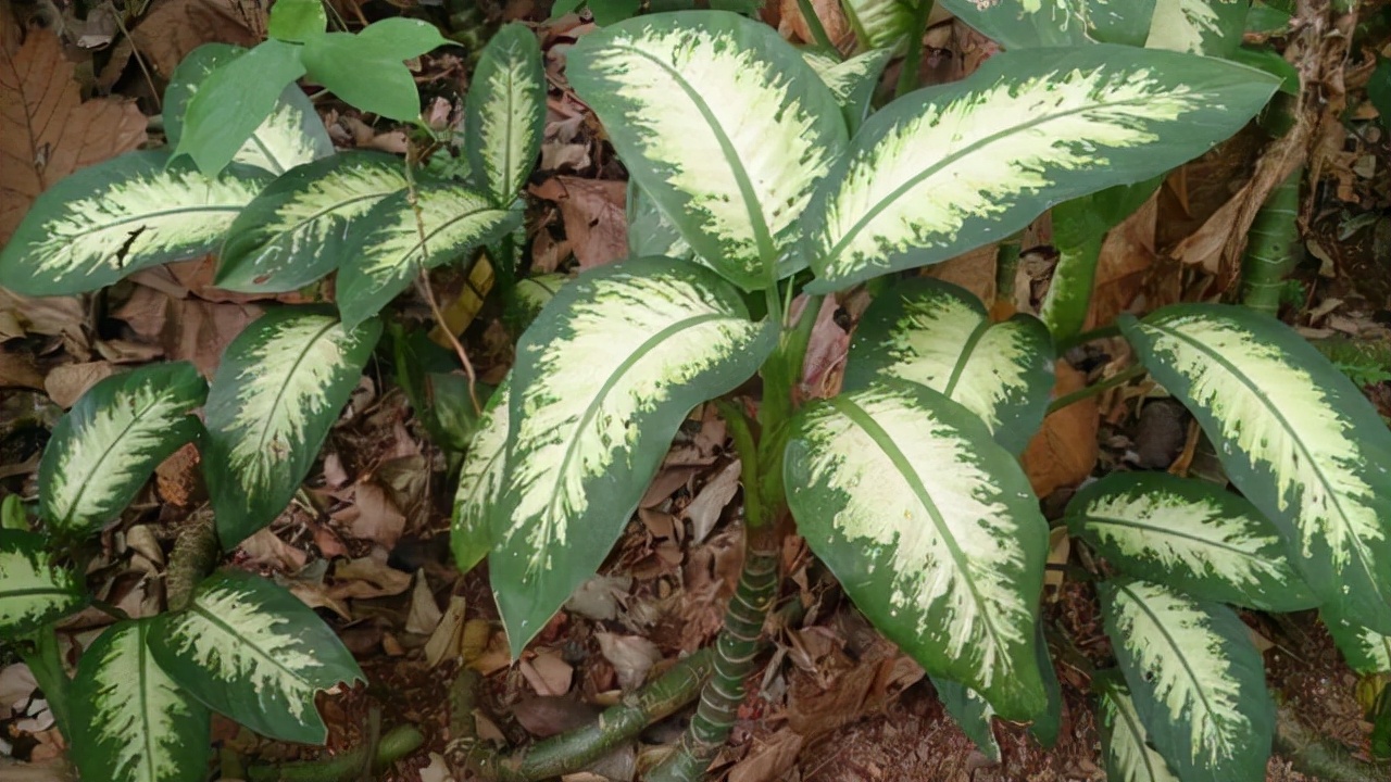 室内适合养这6种花草,9种高级绿植