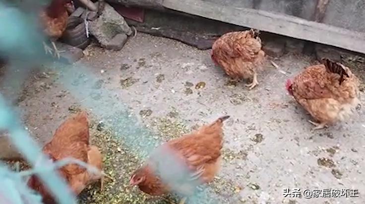 羽绒被以次充好会判刑吗,羽绒被骗局揭秘视频