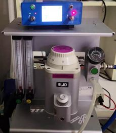 乌龟外伤怎么处理,乌龟外伤怎么治疗