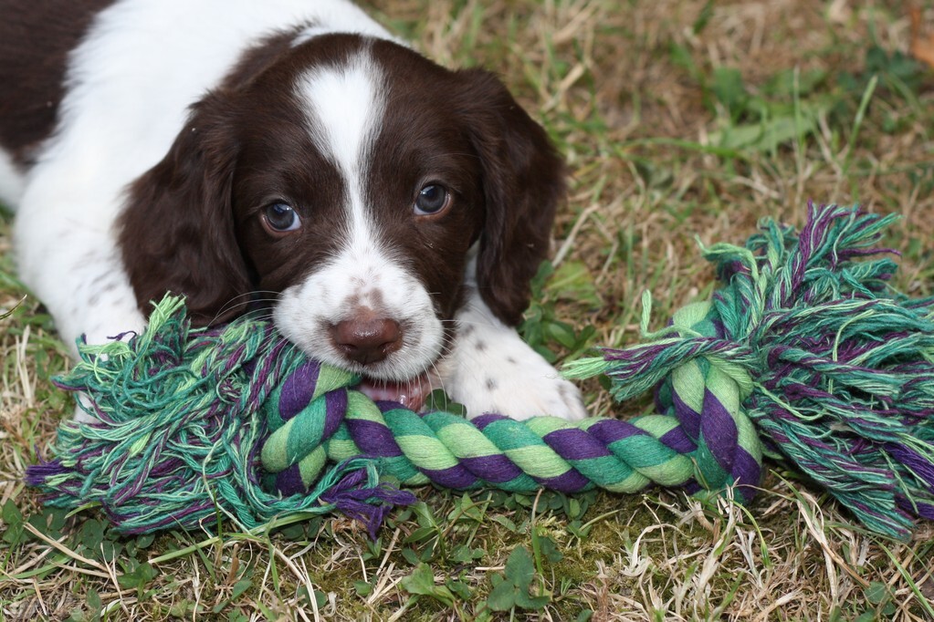 养宠小知识狗狗怀孕50天食欲下降,养宠日记狗狗月经一直不完
