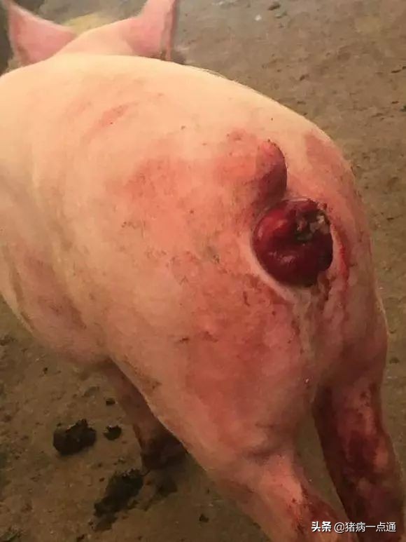 猪脱肛水肿严重最快解决方法,养猪人猪拉的便怎么处理