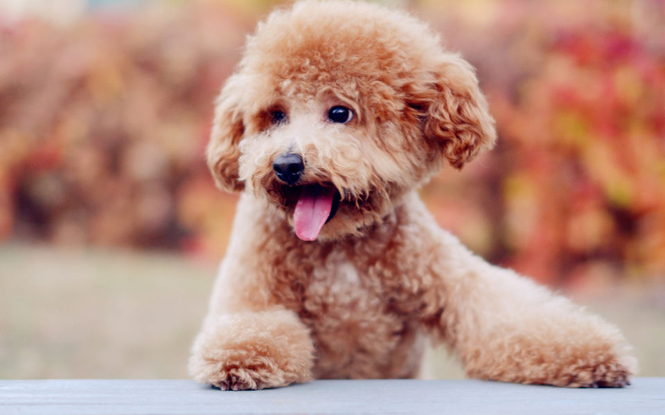 泰迪脱毛发痒怎么办,灰泰迪皮肤发黑脱毛怎么回事