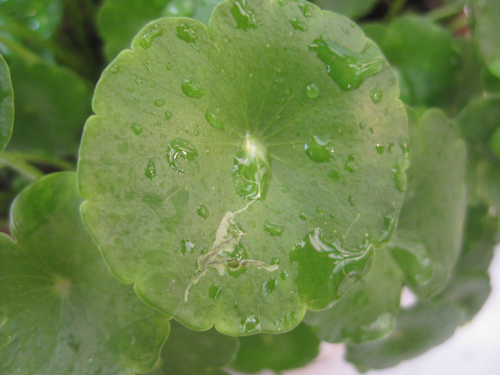 中药连钱草的彩色图片,广金钱草中药材