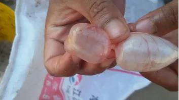 鲫鱼大红鳃、鳃出血与细菌性败血症的防控方案