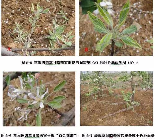 果树打了草铵膦怎么解药害,果树药害的补救措施