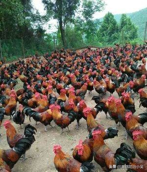 防止鸡球虫的最佳方法,散养鸡球虫病防治