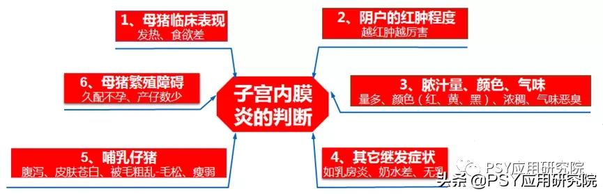 母猪生完小猪肚子一直流脓怎么办,后备母猪配完十二天流脓怎么办